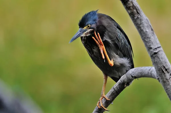 Green Heron Butorides Virescens Cling Petn Guatemala Central America — 스톡 사진