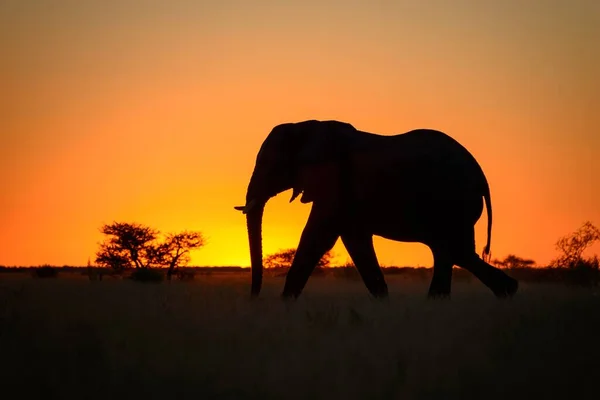 Elefante Africano Loxodonta Africana Caminando Atardecer Nxai Pan Parque Nacional — Foto de Stock
