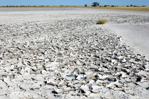 Saltskorpa Saltpanna Kudiakam Pan Komplexet Nxai Pan National Park Botswana — Stockfoto