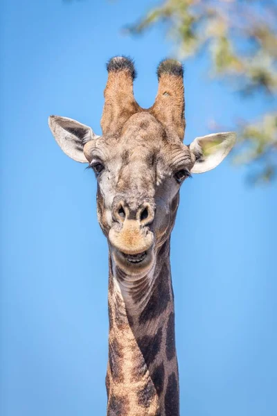 Südafrikanische Giraffe Giraffa Camelopardalis Giraffa Timbavati Game Reserve Südafrika Afrika — Stockfoto