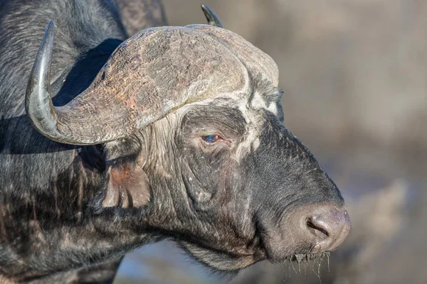 Cape Buffalo Syncerus Caffer Sideview Manyeleti Game Reserve Dél Afrika — Stock Fotó
