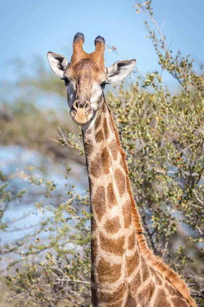 Girafe Sud Africaine Giraffa Camelopardalis Giraffa Réserve Chasse Timbavati Afrique — Photo