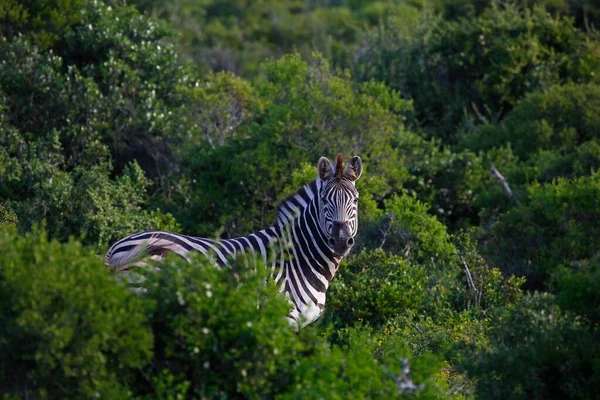 Planícies Zebra Equus Quagga Burchelli Arbustos Zebra Burchell Addo Elephant — Fotografia de Stock