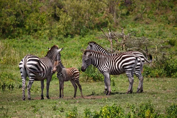 Zebra Familie Equus Quagga Inclusief Moeder Met Jong Dier Arusha — Stockfoto