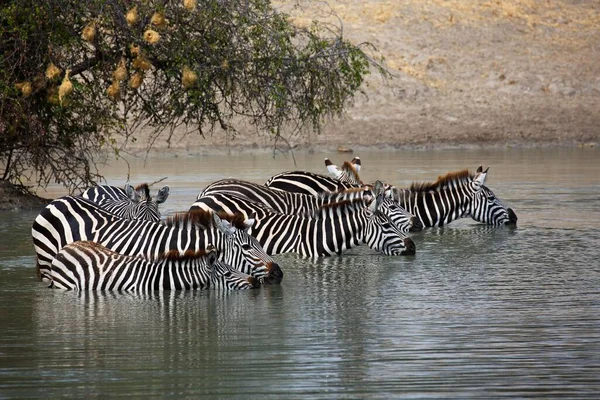 Zebras Equus Quagga Που Στέκονται Στο Νερό Και Πίνουν Μια — Φωτογραφία Αρχείου