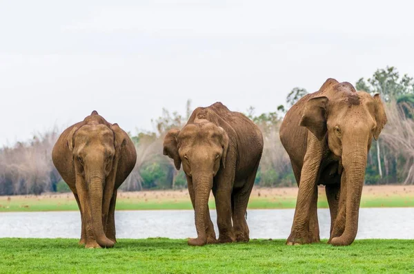 Family of Asian elephants or Indian elephants (Elephas maximus), Kabini River, Nagarhole National Park, Karnataka, India, Asia
