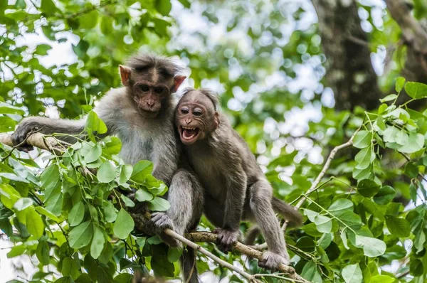 Macacos Rhesus Macaca Mulatta Sentados Rama Parque Nacional Mudumalai Santuario — Foto de Stock