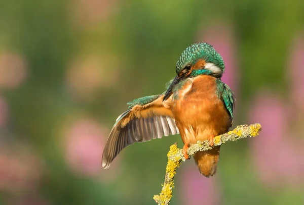 Mujer Kingfisher Alcedo Atthis Plumage Care Hesse Alemania Europa —  Fotos de Stock