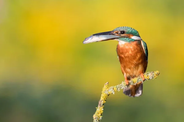 Female Kingfisher Alcedo Atthis Capted Fish Seed Hesse Germany Europe — стокове фото