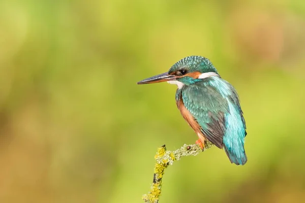 Female Kingfisher Alcedo Atthis Perched Hesse Germany Europe — Stock Photo, Image