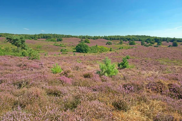 Heide Calluna Vulgaris Veluwezoom Nationalpark Provinz Gelderland Niederlande Europa — Stockfoto