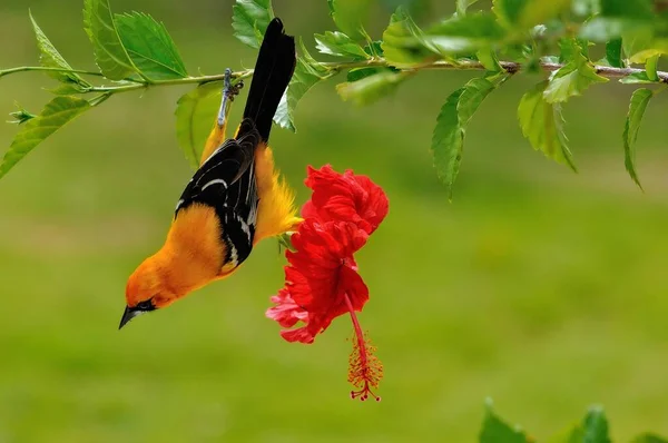 Altamira Oriole Icterus Gularis Corozal District Belize Orta Amerika — Stok fotoğraf