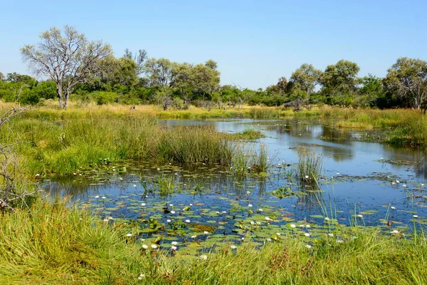 Rivière Khwai Avec Nénuphars Près Mababe Village Botswana Afrique — Photo