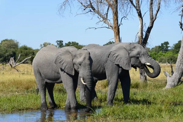 Elefantes Africanos Loxodonta Africana Bebendo Buraco Água Perto Mababe Village — Fotografia de Stock