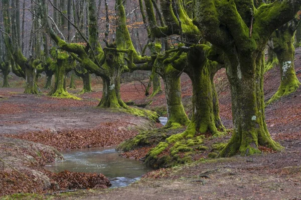 Parco Naturale Gorbea Parque Natural Gorbea Gorbeia Provincia Basca Provincia — Foto Stock