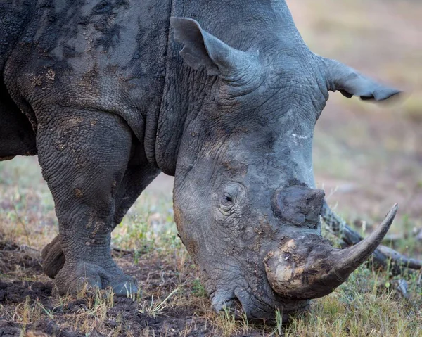 Білі Носороги Ceratotherium Simum Їдять Траву Timbavati Game Reserve Південна — стокове фото
