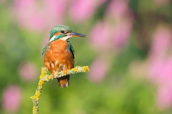 Perched Female Kingfisher Alcedo Atthis Hesse Germany Europe — Stock Photo, Image