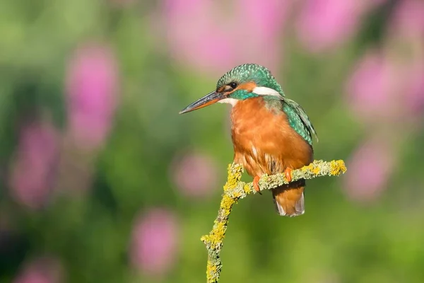 Perched Female Kingfisher Alcedo Atthis Hesse Germany Europe — Stock Photo, Image