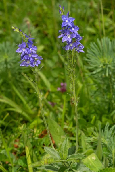 Large Speedwell Veronica Teucrium Baden Wrttemberg Germany Europe — Stock Photo, Image