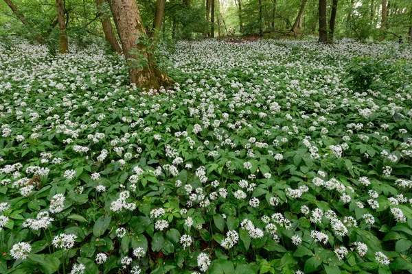 Wild garlic flower, flowering wild garlic (Allium ursinum), Odeneberg, Gudensberg, Hesse, Germany, Europe