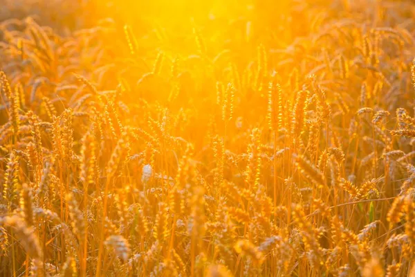 Уши Пшеницы Triticum Aestivum Пшеничном Поле Вечерам Подсветка Выращивании Дипполдисвальде — стоковое фото