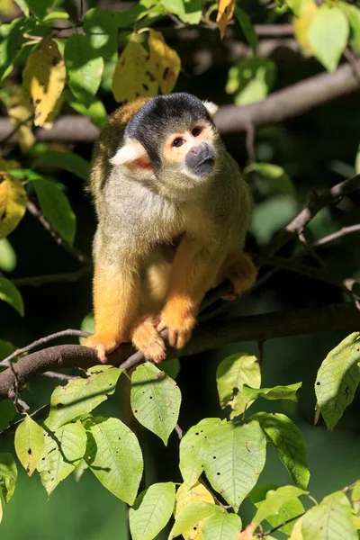 Macacos Esquilo Saimiri Sciureus Árvore Cativeiro Alemanha Europa — Fotografia de Stock