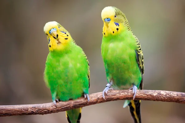 Budgerigars Melopsittacus Undulatus Сидя Ветке Пленник — стоковое фото