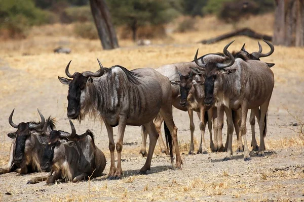 Wildebeest Connochaetes Mała Grupa Park Narodowy Tarangire Tanzania Afryka — Zdjęcie stockowe