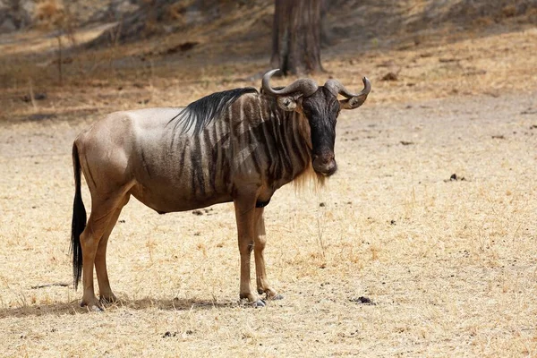 Wildebeest Connochaetes Park Narodowy Tarangire Tanzania Afryka — Zdjęcie stockowe