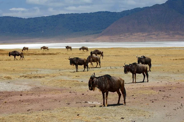 Manada Ñus Connochaetes Ngorongoro Parque Nacional Del Serengeti Tanzania África — Foto de Stock