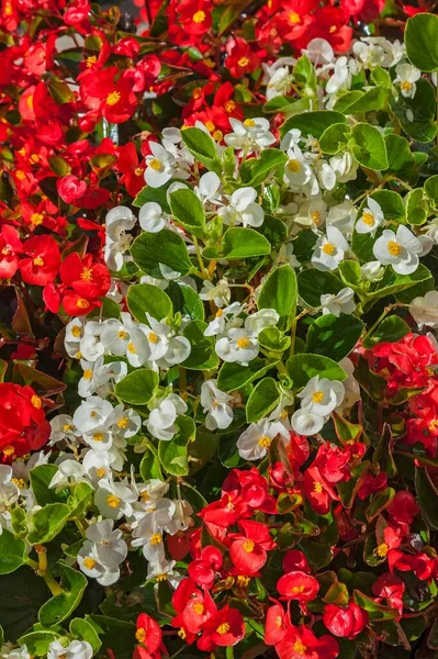 Begonias Rojas Blancas Begonia Floreciendo Alemania —  Fotos de Stock