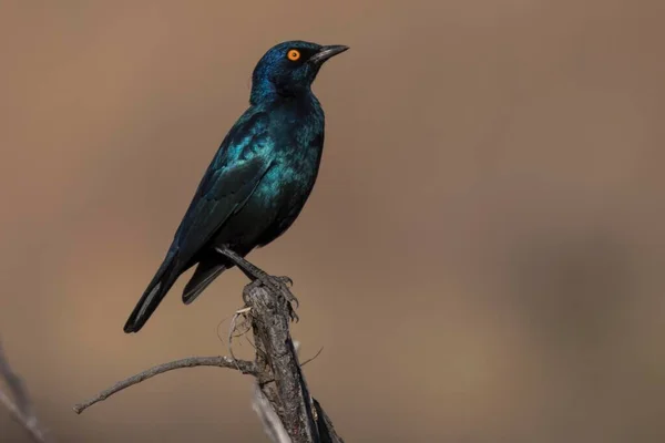 Большой Голубоухий Скворец Lamprotornis Chalybaeus Сидит Ветке Дерева Национальный Парк — стоковое фото