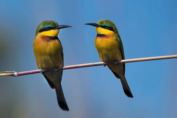 Kleiner Bienenfresser Merops Pusillus Auf Klinge Sitzend Moremi Wildreservat Okavango — Stockfoto