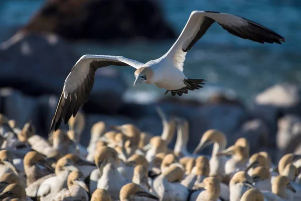 Gannet Del Cabo Morus Capensis Vuelo Por Colonia Isla Bird —  Fotos de Stock