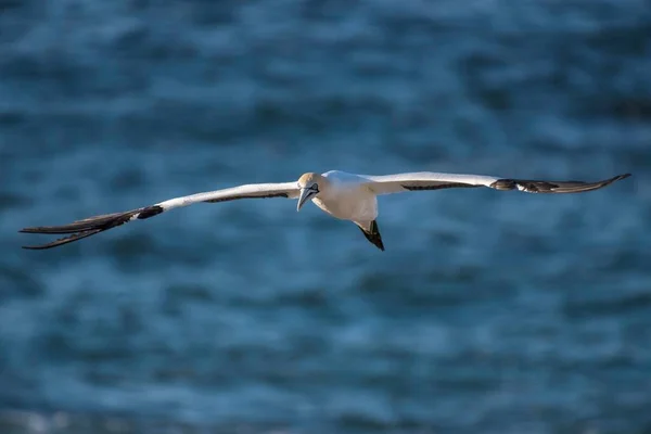 Cape Gannet Morus Capensis Repülés Közben Bird Island Lambert Öbölben — Stock Fotó