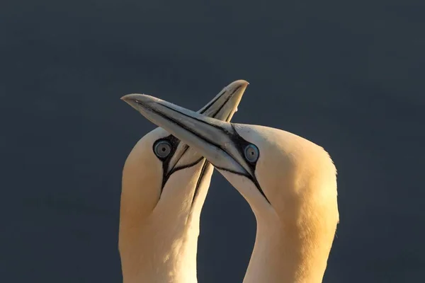 Zwei Basstölpel Sula Bassana Balz Porträt Schleswig Holstein Helgoland Deutschland — Stockfoto