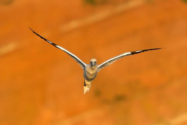 Nördliche Gannet Sula Bassana Flug Schleswig Holstein Helgoland Deutschland Europa — Stockfoto