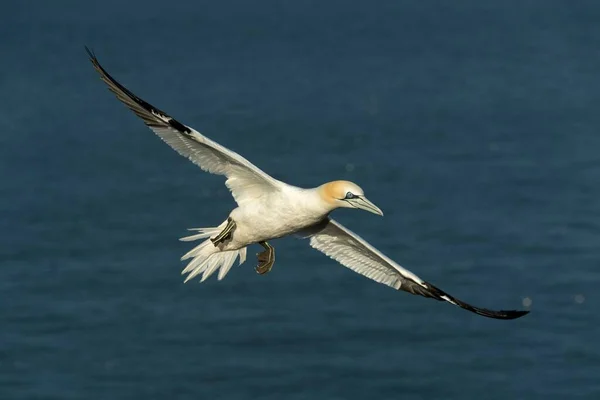 Észak Gannet Sula Bassana Repülés Közben Schleswig Holstein Helgoland Németország — Stock Fotó