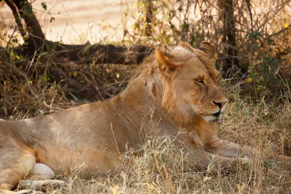 Lew Afrykański Panthera Leo Młody Mężczyzna Odpoczywający Cieniu Upale Południowym — Zdjęcie stockowe
