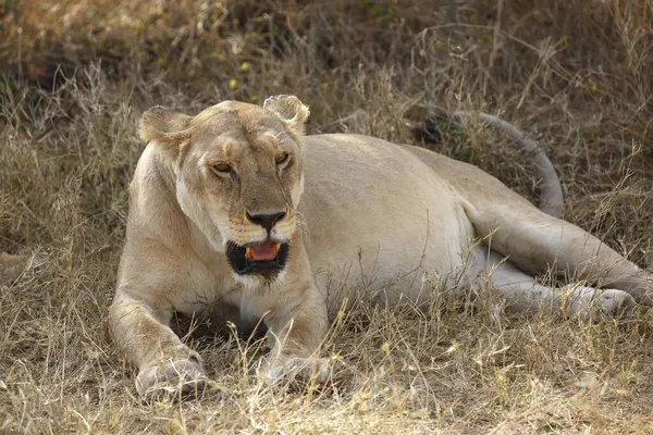 Leoa Leão Africano Panthera Leo Fêmea Descansando Sombra Calor Meio — Fotografia de Stock