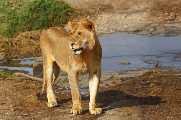 Leão Africano Panthera Leo Jovem Macho Parque Nacional Serengeti Tanzânia — Fotografia de Stock