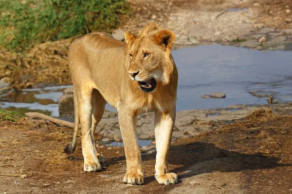 Afrika Aslanı Panthera Leo Genç Erkek Esniyor Serengeti Ulusal Parkı — Stok fotoğraf