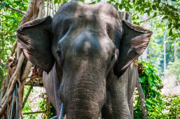 Elefante Asiático Elephas Maximus Que Trabaja Santuario Elefantes Kerala India — Foto de Stock