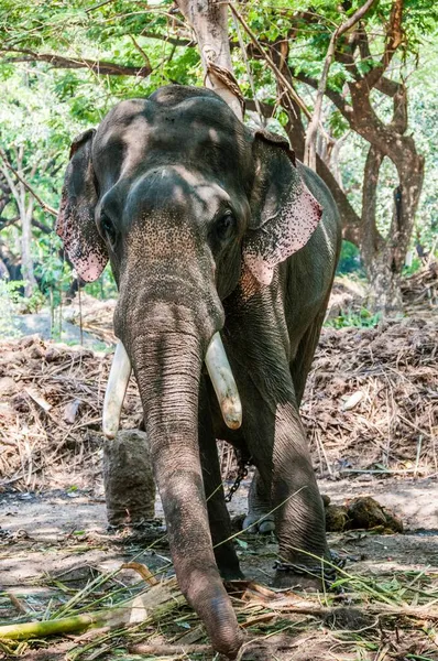 象の保護区 ケーララ州 インド アジアでチェーンを扱うアジアゾウ Elephas Maxus — ストック写真