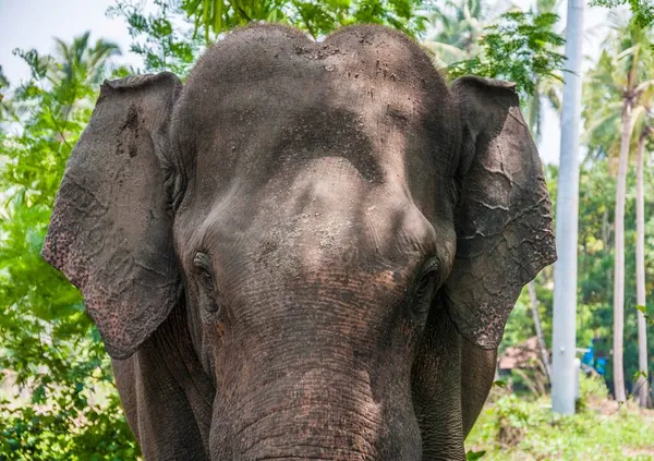 Elefante Asiático Elephas Maximus Que Trabaja Santuario Elefantes Kerala India — Foto de Stock