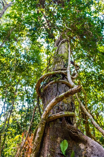 Légi Gyökerekkel Szőlővel Dzsungelben Esőerdő Koh Rong Sanloem Szigeten Krong — Stock Fotó