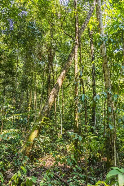Selva Selva Tropical Koh Rong Samloem Island Krong Preah Sihanouk — Foto de Stock