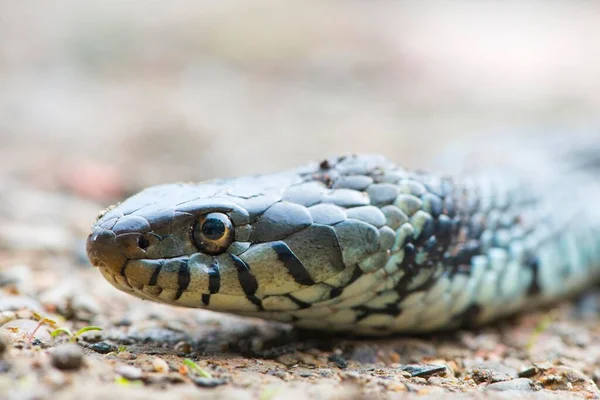 Serpente Erva Também Cobra Anelada Cobra Água Natrix Natrix Retrato — Fotografia de Stock