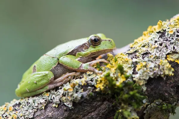 Árvore Hyla Arborea Ramo Musgoso Renânia Palatinado Alemanha Europa — Fotografia de Stock