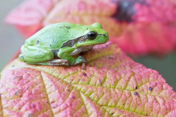 Boomkikker Hyla Arborea Bramenblad Rheinland Pfalz Duitsland Europa — Stockfoto